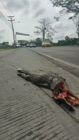 Lagarto es aplastado por vehículo en la Via Tocumen