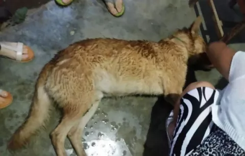Denuncian a vecino por matar a un perro apaleándolo