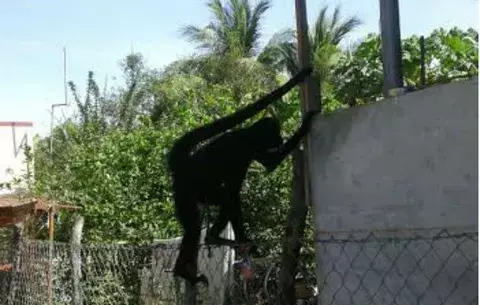 Rescatan mono araña en una residencia en Monagrillo