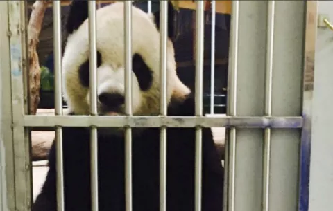 Zoológico de Taiwán publica "prueba de vida" de uno de sus pandas 