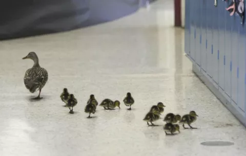 Una mamá pata recorre cada año los pasillos de una escuela