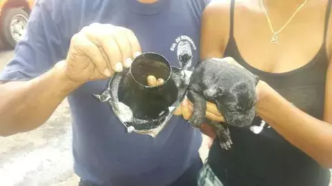 "Mofle", el cachorro que puso a sudar a los bomberos