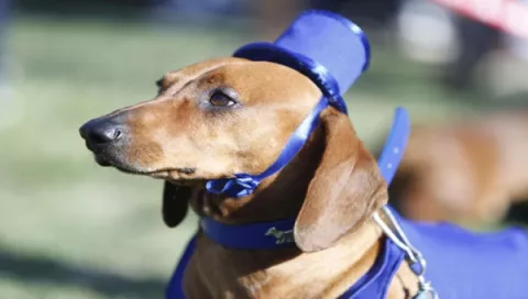 Las personas con perros tienen mejor salud cardíaca