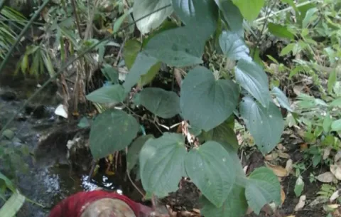 Hallan cuerpo putrefacto en Nuevo San Juan, Colón