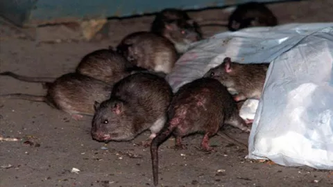 Se disparan las quejas por la presencia de ratas en Nueva York