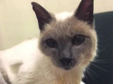 Scooter, el gato más longevo del mundo, muere a los 30 años