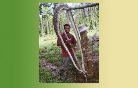 Enorme serpiente sorprende a trabajadores de palma aceitera en Barú