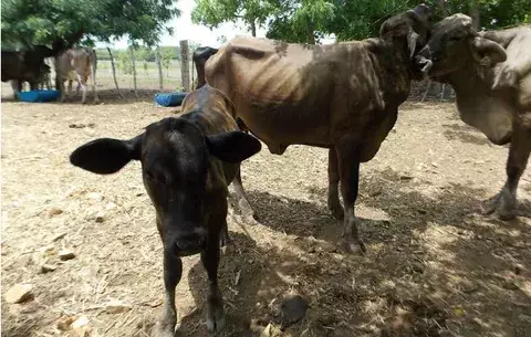 Condenan a cuatreros en la provincia de Los Santos