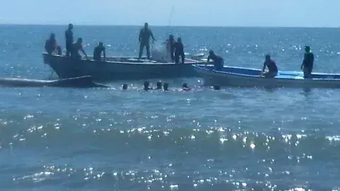 Rescatan ballena varada en playa santeña