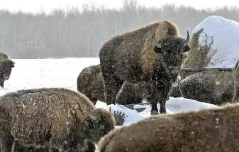  Bisontes son autóctonos del Gran Cañón en Arizona 