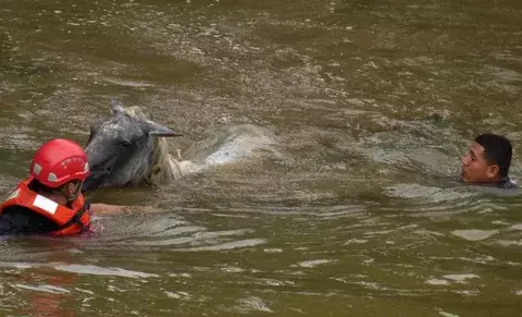 Rescatan caballo que cayó a aguas del río La Villa