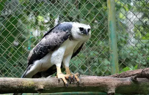 Planean un apariamiento contra la extinción
