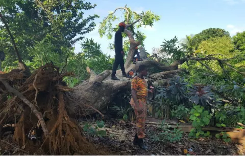 Árbol gigante cae sobre una vivienda en Colón