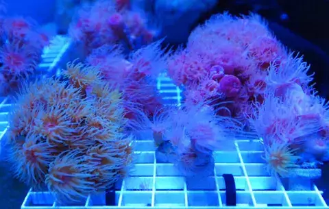 Científicos luchan por salvar los arrecifes de coral 