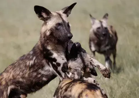 Domesticación del perro se produjo dos veces en partes distintas de Eurasia