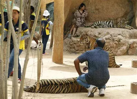 Tailandia rescata a 137 felinos de un templo budista tras una orden judicial