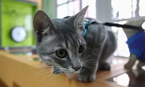 Un gato causa inundación en albergue de animales 