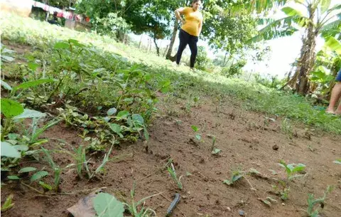 Preocupa plaga de gusanos cogolleros 