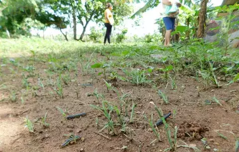 Aumento de gusano cogollero afecta pastos de fincas santeñas