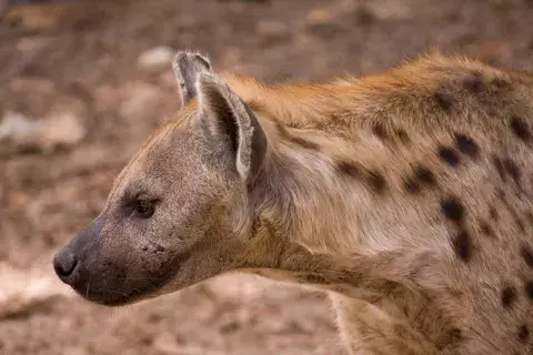 Hiena mutiló a un joven en Parque Kruger de Sudáfrica 