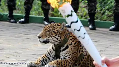 Matan a jaguar exhibido con la llama olímpica