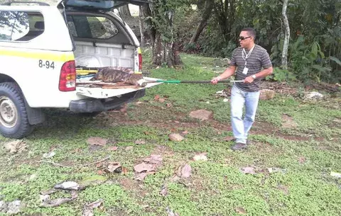 MiAmbiente atrapa un caimán de dos metros cerca al aeropuerto