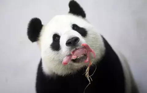 Nace un oso panda gigante en un zoológico de Bélgica