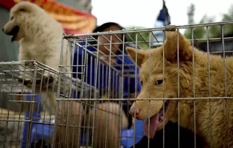 La ciudad china de Yulin inicia su controvertida carnicería de perros