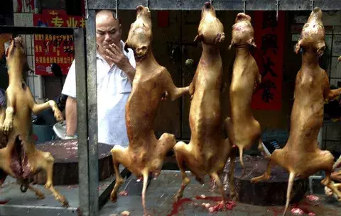 Se oponen a festival donde se asan perros