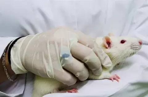 Desarrollan las primeras vacunas contra el zika efectivas en animales