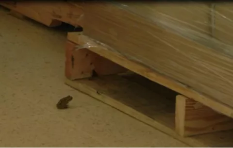 Malestar, cantidad de ranas en Hospital de Penonomé 