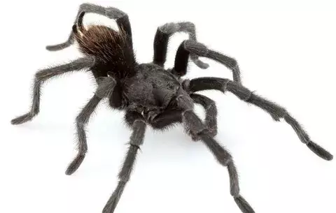 El veneno de una tarántula permite arrojar luz sobre la activación del dolor