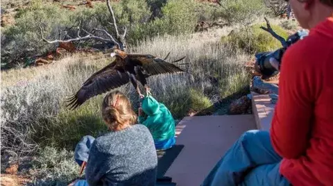 Águila trata de llevarse a un niño en Australia