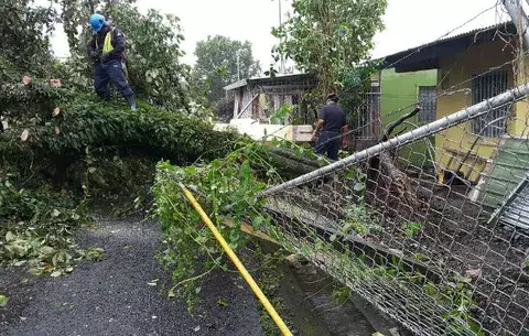 Árbol destruye cerca y tendido eléctrico en Bocas del Toro