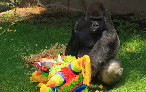 Investigarán si hubo negligencia médica en muerte de gorila en zoo de México