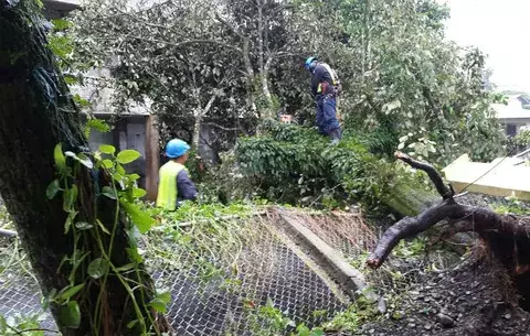 Caídas de árboles por mal tiempo en Bocas, despejan vías 