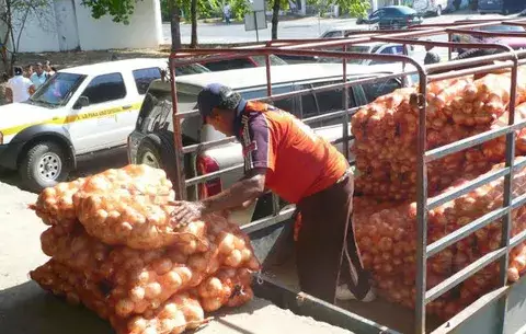 Producción de cebolla en crisis en Los Santos