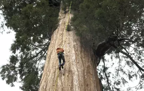 Clonan arboles para combatir el cambio climático 