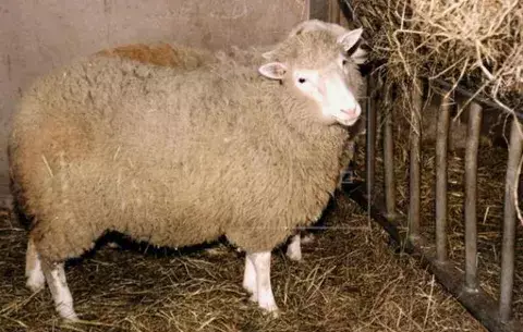 Los clones de la oveja Dolly envejecen con buena salud