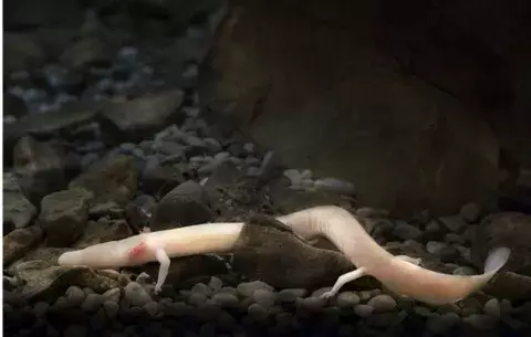 La "cría de dragón" desvela por primera vez el secreto de su nacimiento