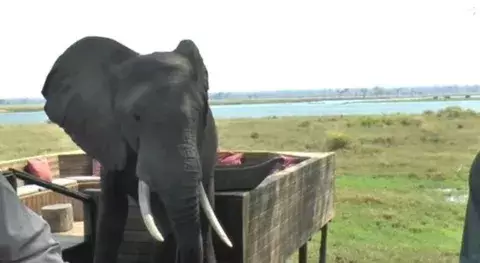 Elefante mata a una niña de una pedrada en la cabeza