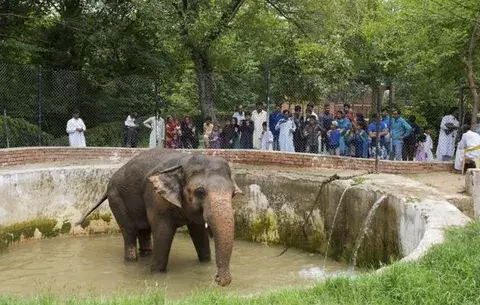 La depresión del elefante Kaavan, cuestión de Estado en Pakistán