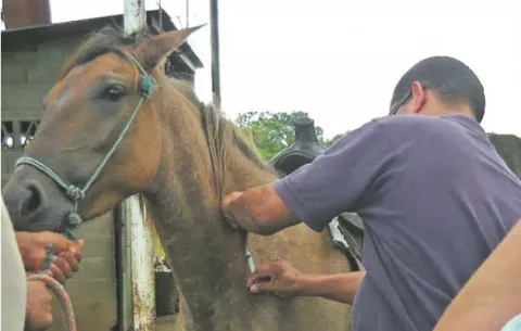 Anuncian campaña de vacunación para encefalitis equina