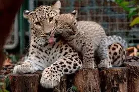 El leopardo regresa al Cáucaso ruso tras varias décadas de extinción