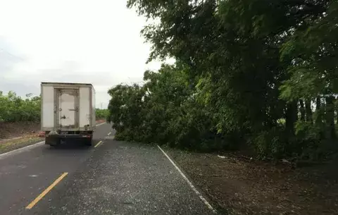 Viento y tormenta provoca caída de árboles en Pedasí