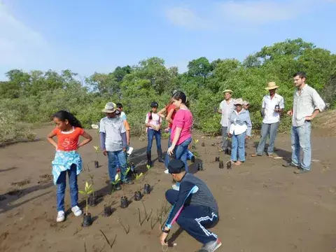 Reforestan con mangle salado y rojo