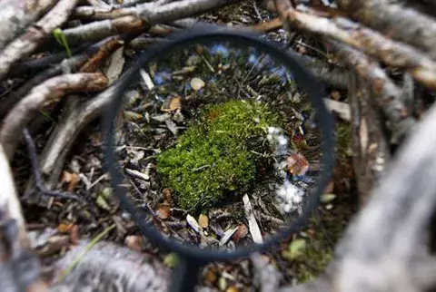 Nuevo hongo obliga a replantear la naturaleza del liquen