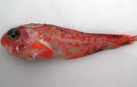 Descubren nueva especie de peces frente a Alaska 