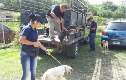 Rescatan a perros en Los Santos y son llevados a desesterilizarlos