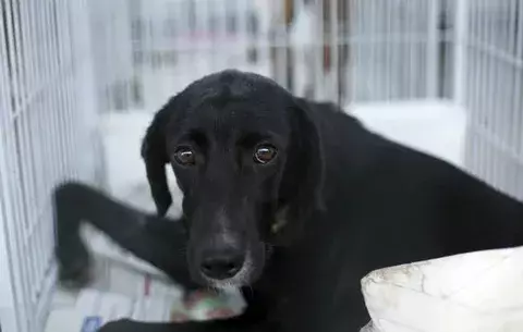 Perro sobrevive tras recibir cinco disparos